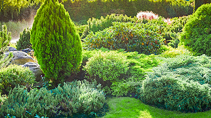 Zastosowanie iglaków w kształtowaniu krajobrazu