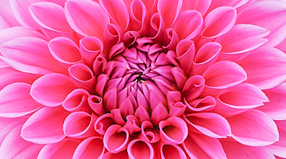 Zimowanie dalii - intrukcja krok po kroku