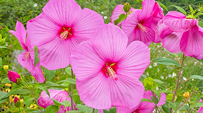 Zimowanie hibiskusa. Jak ochronić hibiskus przed mrozem?