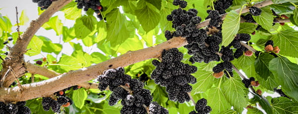 Dlaczego warto zasadzić morwę: korzyści, piękno i doskonały smak