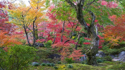 Drzewa, krzewy i pnącza ozdobne jesienią