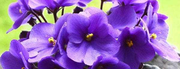 Fiołek afrykański: uprawa i pielęgnacja