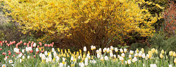 Forsycja - kolorowy zwiastun wiosny