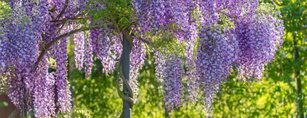 Glicynia (Wisteria) - sadzenie, uprawa i pielęgnacja