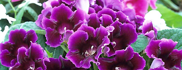 Gloksynia (Syningia) - uprawa, rozmnażanie i pielęgnacja