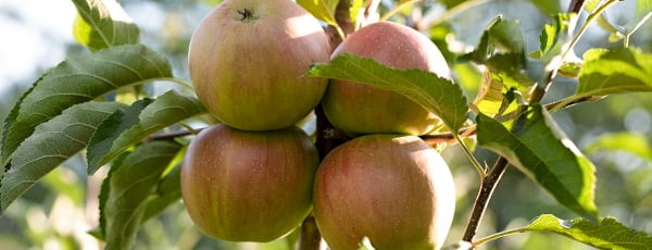 Jabłonie kolumnowe: kompaktowy sad z obfitymi zbiorami