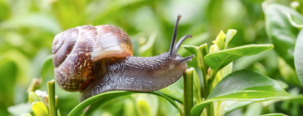 Jak odstraszyć ślimaki za pomocą naturalnych środków?