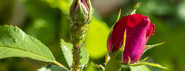 Jak poradzić sobie z mszycami? Sprawdzone sposoby zwalczania