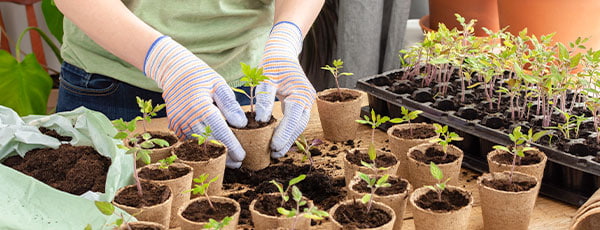Jak przygotować rozsadę roślin? Wszystko, co musisz wiedzieć.