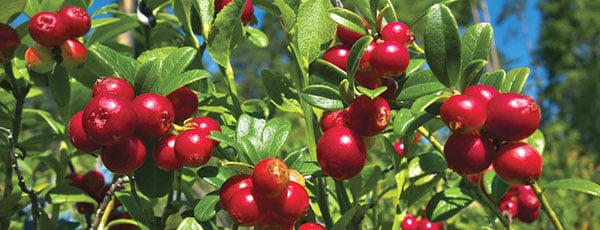 Jak sadzić, uprawiać i pielęgnować żurawinę?