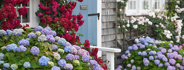 Jak zadbać o hortensje wiosną, aby pobudzić wzrost i kwitnienie?