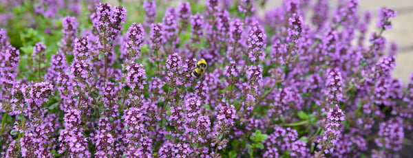 Jakich roślin nie lubią muchy i komary? Gdzie je sadzić?