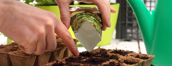 Jakie kwiaty sieje się późnym latem i jesienią?