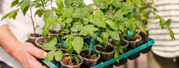 Kalendarz siewu na kwiecień