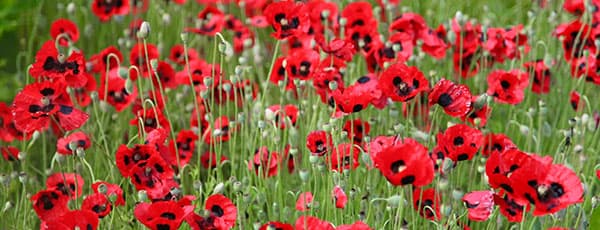 Kalendarz wysiewu, sadzenia i kwitnienia kwiatów