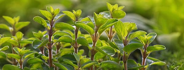 Kalendarz wysiewu, sadzenia i zbioru ziół