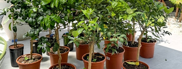 Kolumnowe drzewa w pojemniku: jak wyhodować mini-ogród?