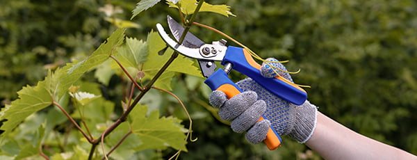 Krok po kroku: zasady sadzenia winorośli