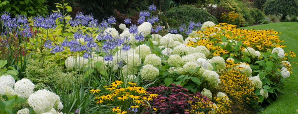 Kwiaty wieloletnie zimujące w gruncie