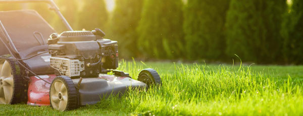 Letnia pielęgnacja trawnika