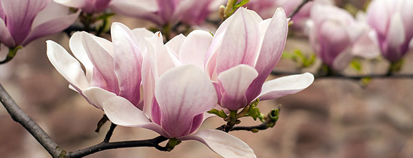 Magnolia - tajniki pielęgnacji