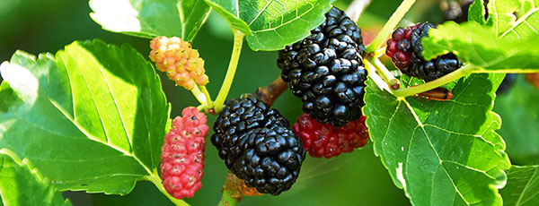 Morwa - sadzenie, uprawa i pielęgnacja