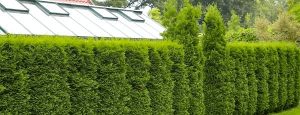 Najlepsze iglaki do ogrodu - GradinaMax Najlepsze iglaki do ogrodu
