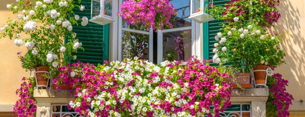 Najpiękniejsze pnącza na balkon i taras