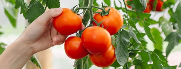 Ogród warzywny na oknie: 10 warzyw, które łatwo wyhodować w domu - GradinaMax Ogród warzywny na oknie: 10 warzyw, które łatwo wyhodować w domu