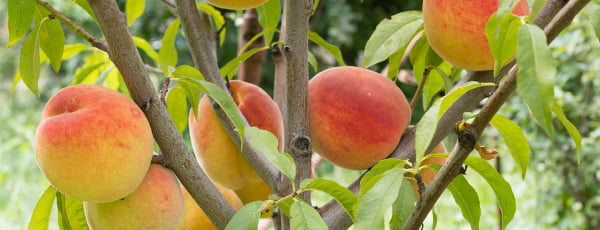 Owocowe drzewka kolumnowe — znalezisko do małego ogrodu! - GradinaMax Owocowe drzewka kolumnowe — znalezisko do małego ogrodu!