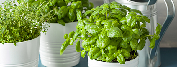 Pachnące zioła na parapecie: uprawiamy bazylię w doniczce