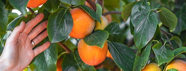 Persymona od sadzenia do zbiorów - sekrety udanej uprawy