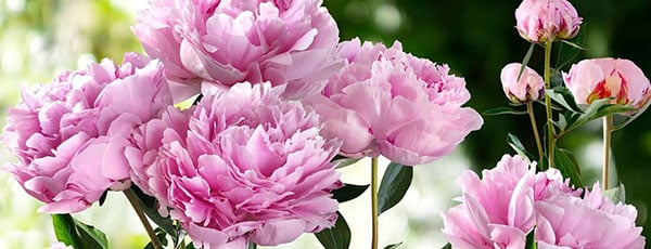 Piwonie - sadzenie, uprawa i pielęgnacja