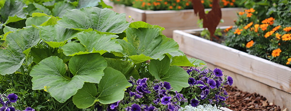 Plan siewu na maj: szczegółowa lista warzyw i kwiatów