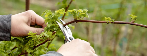 Prace ogrodnicze w kwietniu