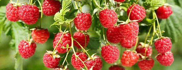 Przygotowanie malin na zimę