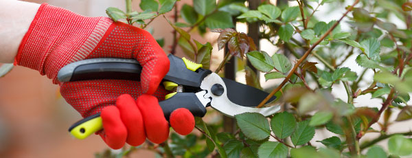 Przygotowanie róż na zimę - plan jesiennej pracy