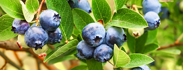 Sadzenie Borówki krok po kroku