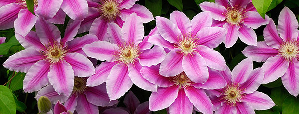 Sadzenie i uprawa Powojników w gruncie oraz donicy