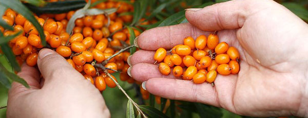 Sadzenie i wymagania rokitnika