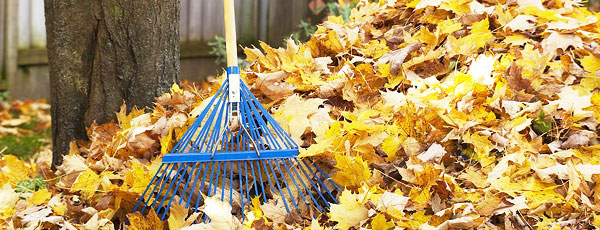 Sprzątanie liści w ogrodzie