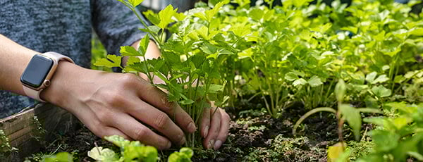 TOP 10 warzyw, które może wyhodować nawet początkujący ogrodnik - GradinaMax TOP 10 warzyw, które może wyhodować nawet początkujący ogrodnik