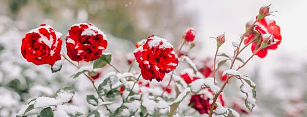 Top 13 najlepszych zasad zimowania róż