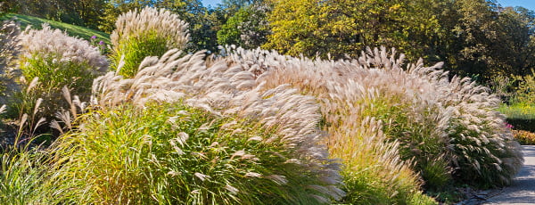 Trawa pampasowa - instrukcje sadzenia