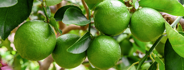Trzy sprawdzone sposoby uprawy limonek na parapecie - GradinaMax Trzy sprawdzone sposoby uprawy limonek na parapecie