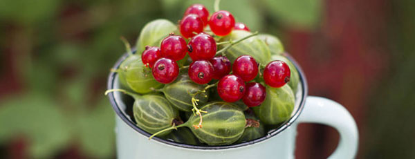 Uprawa agrestu i porzeczki