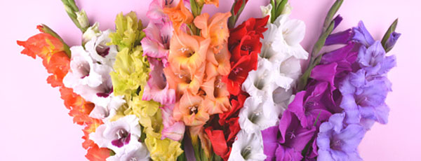 Uprawa i pielęgnacja Gladioli