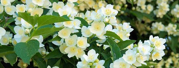 Uprawa jaśminowca - porady ogrodnicze