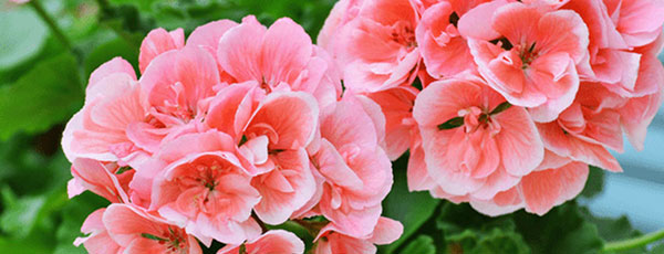 Uprawa pelargonii z nasion