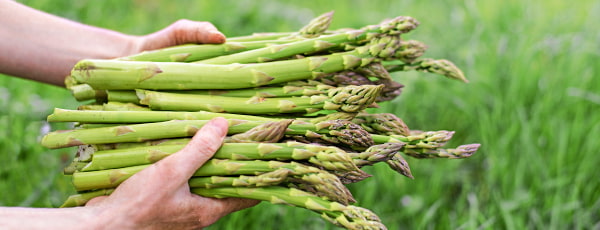 Uprawa szparagów - wszystko co musisz wiedzieć - GradinaMax Uprawa szparagów - wszystko co musisz wiedzieć